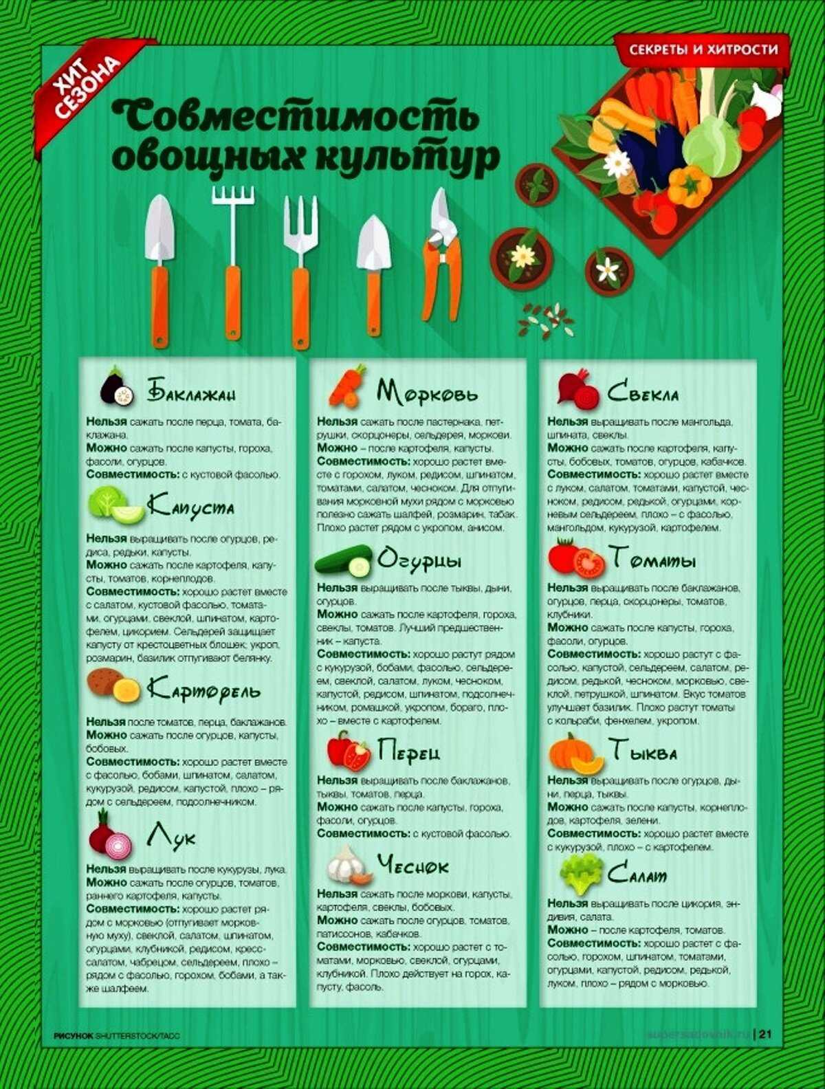 Что можно сажать рядом с капустой: совместная посадка с другими овощами и какие соседи хорошие и лучшие для белокочанной в открытом грунте на одной грядке огорода?