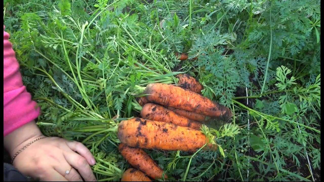Сроки созревания сельхозкультур
