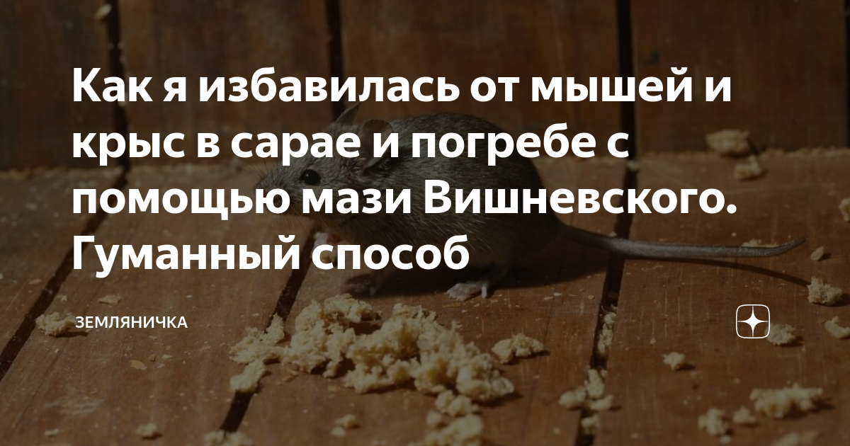 Грызуны в погребе. эффективные средства борьбы