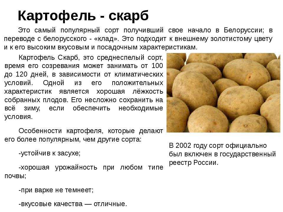 Самый урожайный картофель - 20 лучших сортов для выращивания с описанием и фото