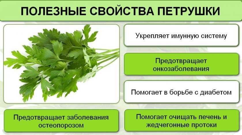 Отвар петрушки: польза и вред, лечебные свойства и противопоказания
отвар петрушки: польза и вред, лечебные свойства и противопоказания