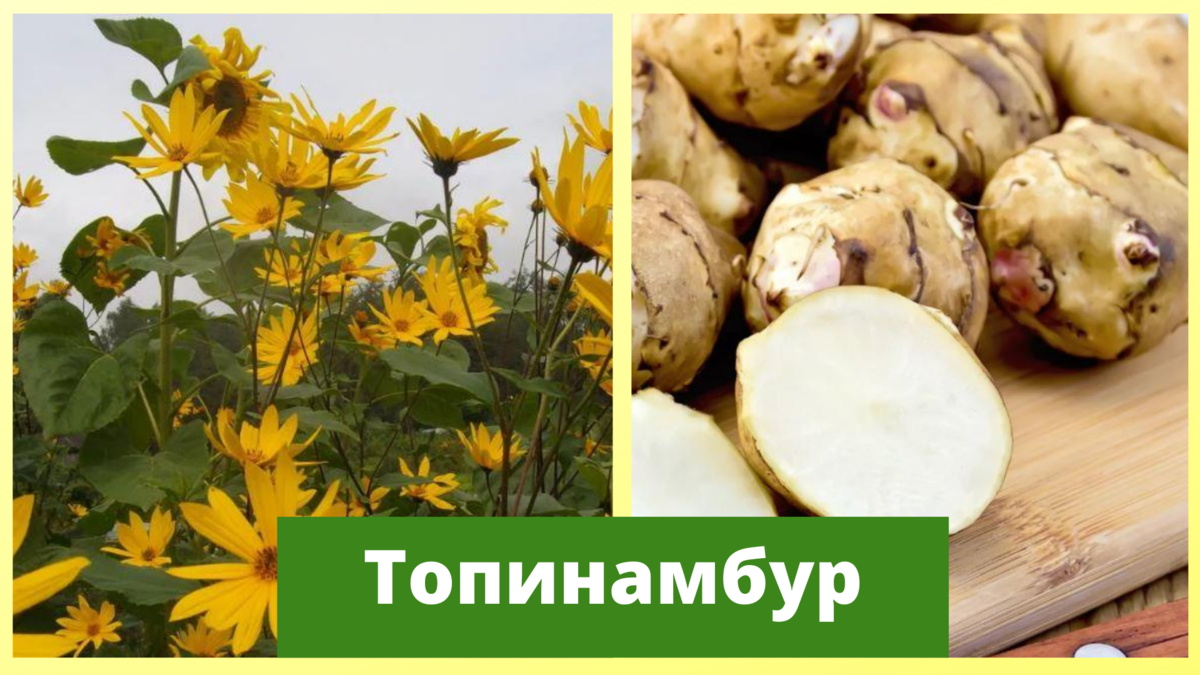 Топинамбур: польза и вред