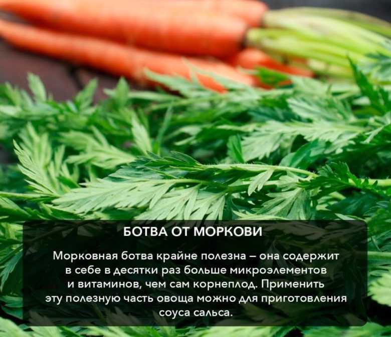Ботва моркови: польза и вред для здоровья | польза и вред