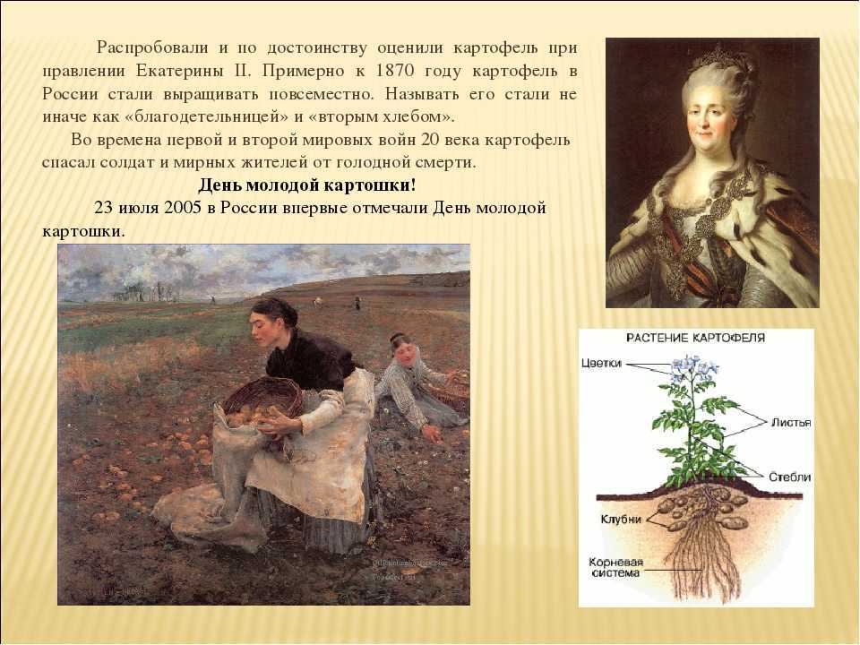 Картофель по-пушкински и история российского картофеля