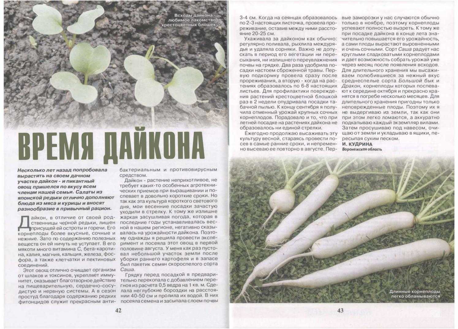 Когда выкапывать редьку с грядки и убирать на хранение: сроки сборки урожая
