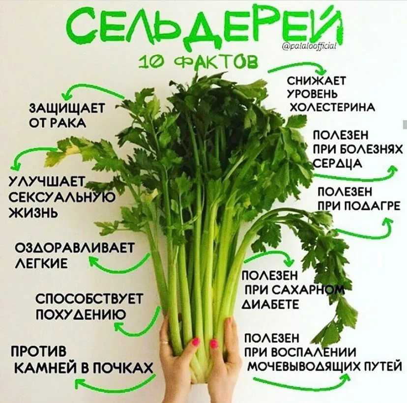 Чем полезен сельдерей черешковый и как его употреблять