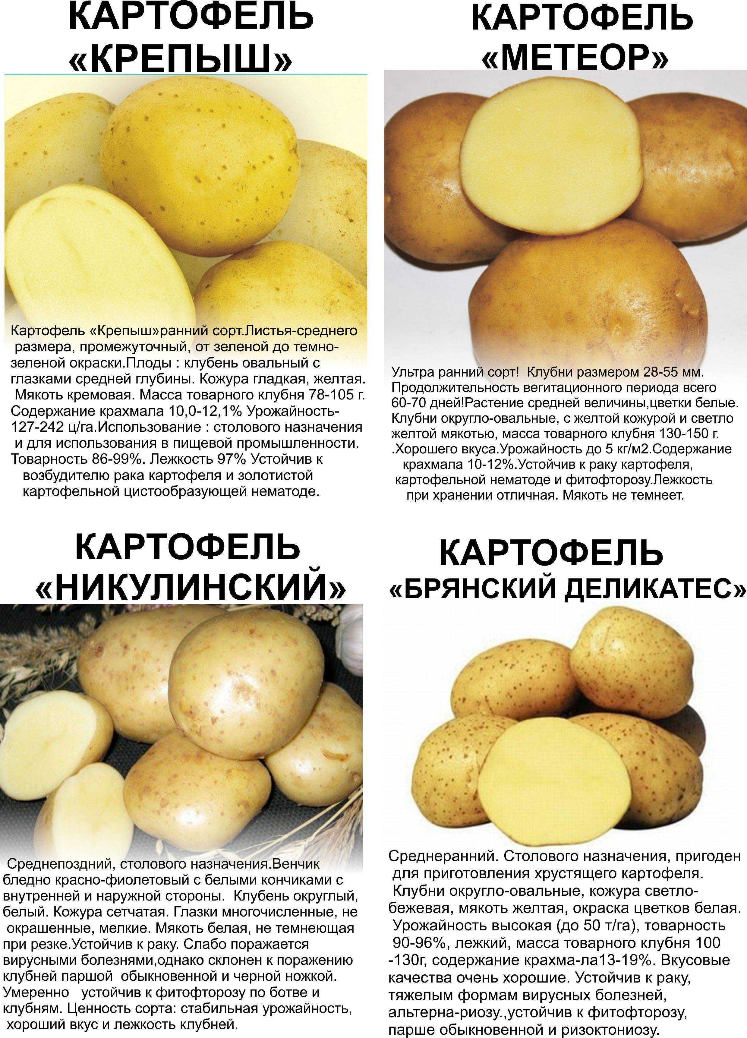 Узнайте, какой картофель считается поздним сортом В каких регионах можно сажать Даны фото и описание каждой разновидности, а также советы по выращиванию спелых овощей