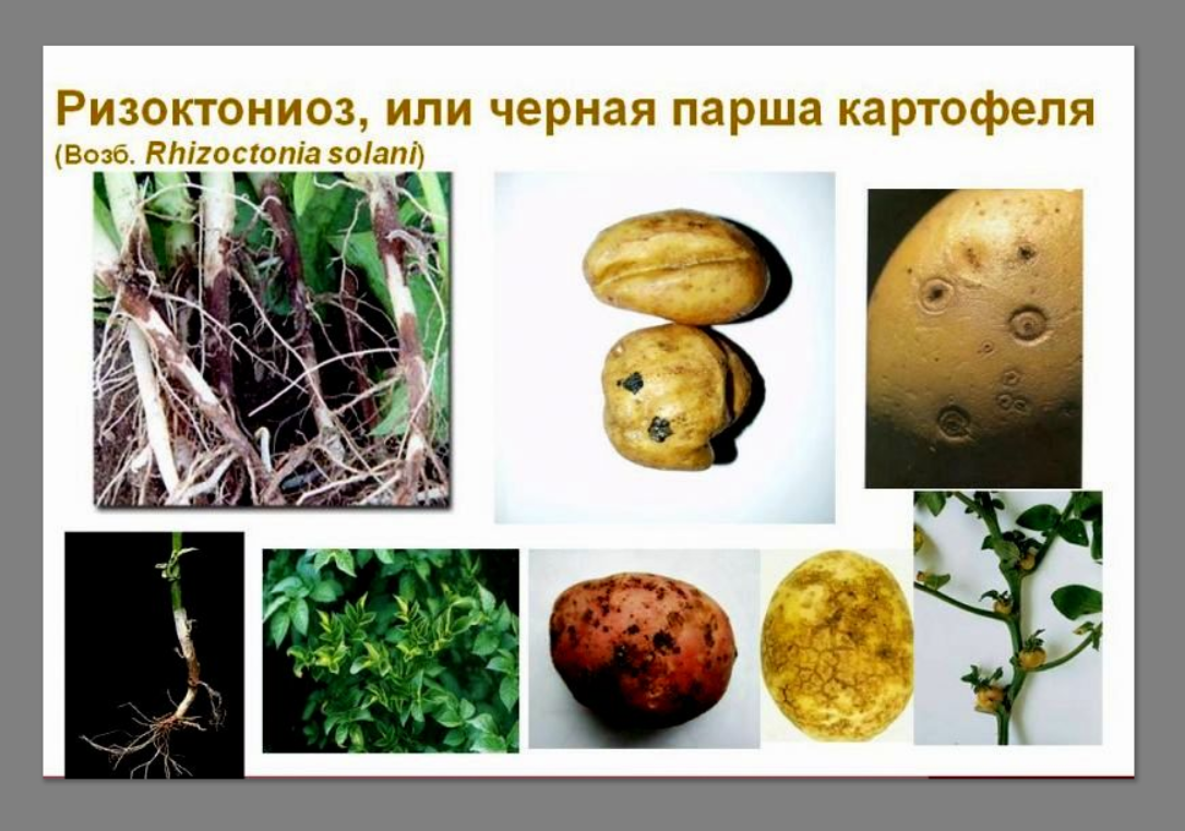 Парша картофеля: возбудитель и причины заболевания, меры борьбы c ризоктониозом, как избавиться, фото, устойчивые к парше сорта картофеля