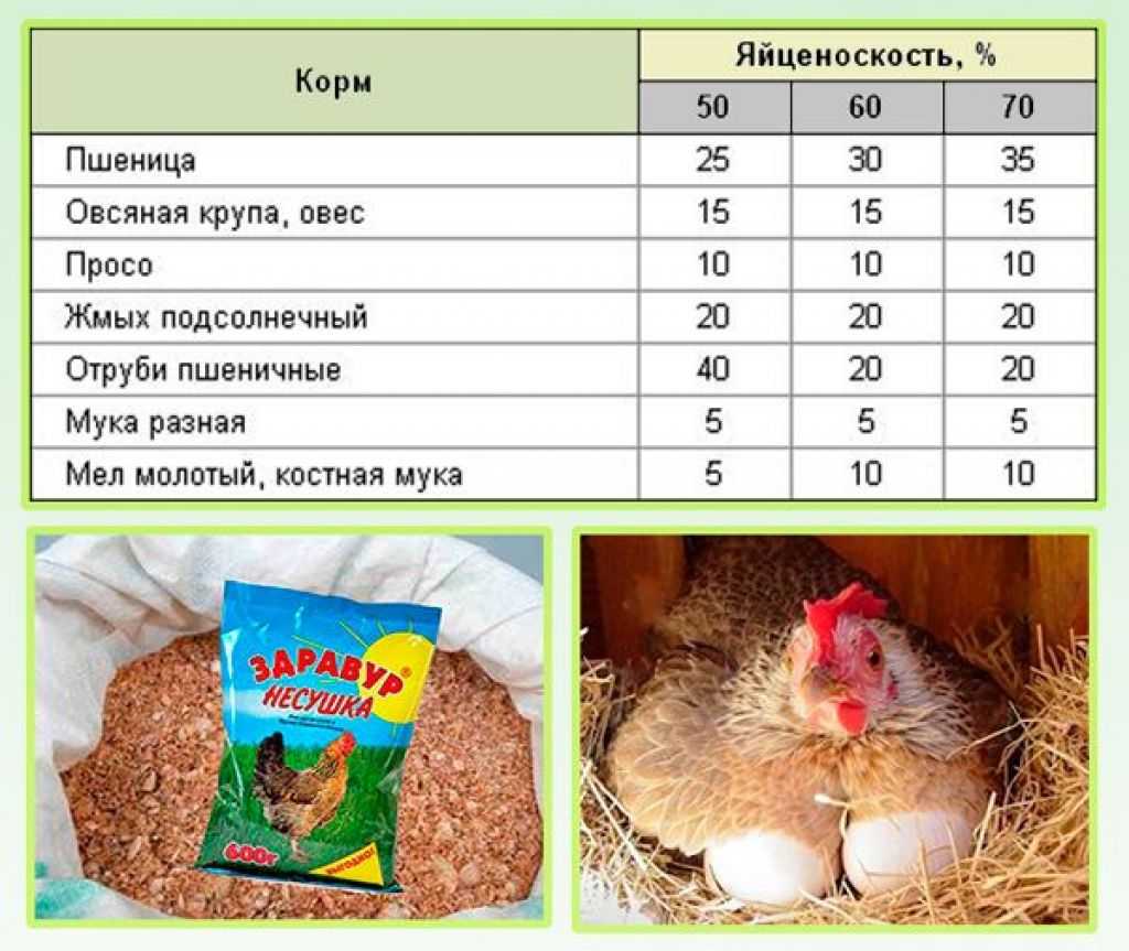 Как правильно давать чеснок курам: полезная информация и советы