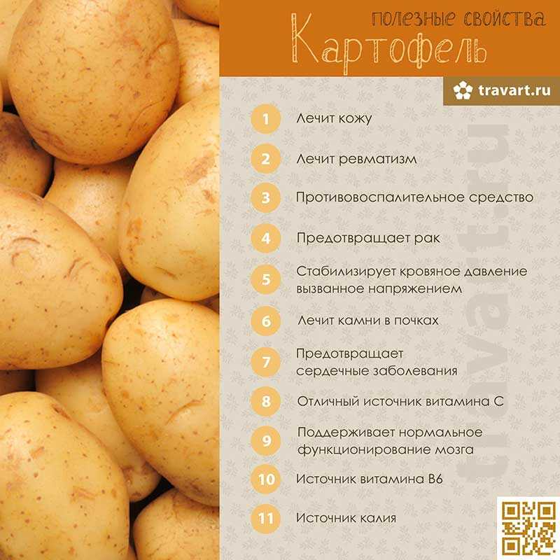 Картофель: полезные свойства и вред | food and health