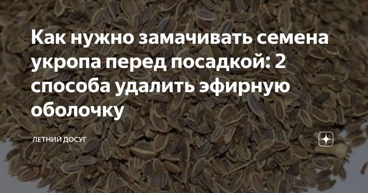 Как замочить семена моркови перед посадкой и стоит ли это делать