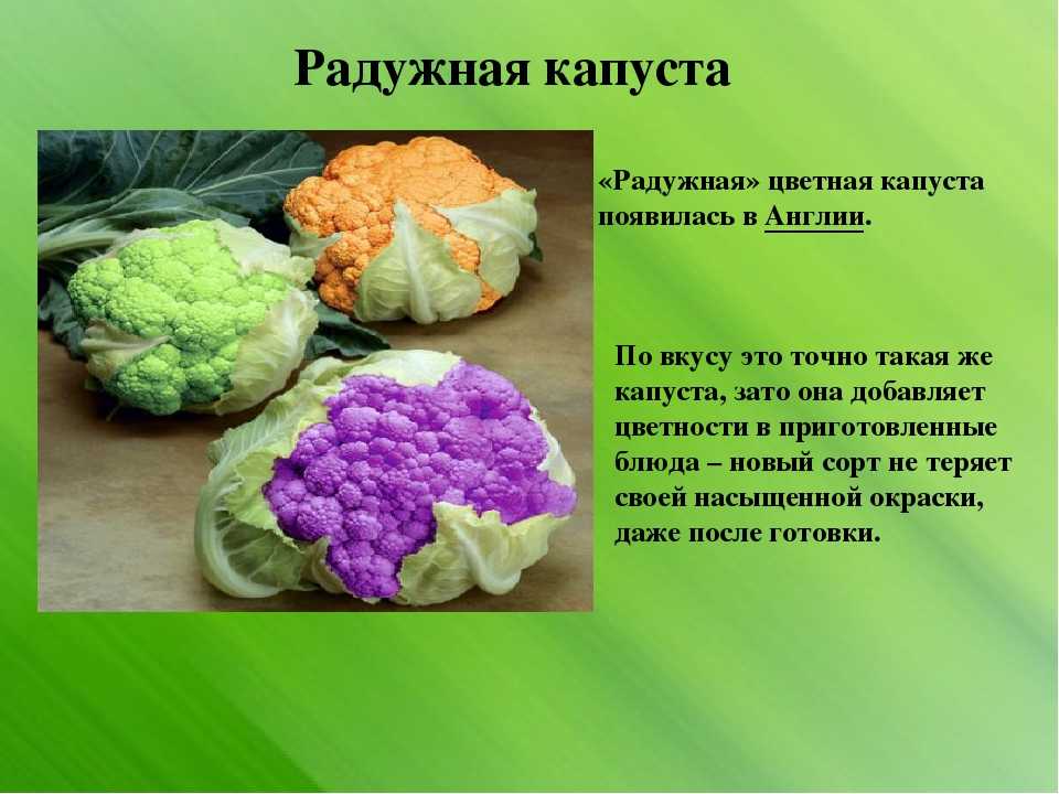Что такое цветная капуста: как выглядит, почему так называется, виды и сорта