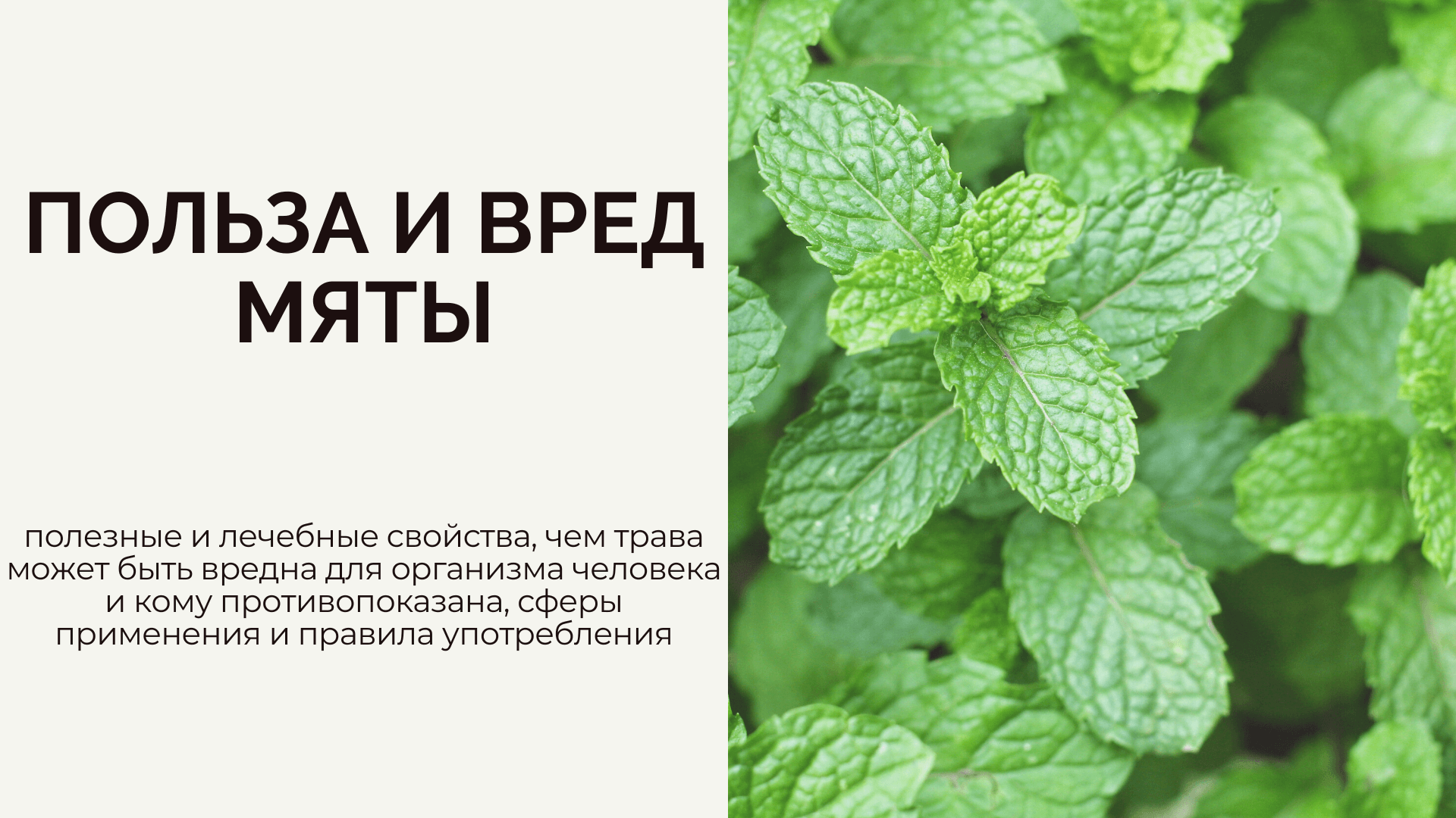 Чем полезен и вреден чай с мятой для организма: полезные свойства для женщин и мужчин, побочные эффекты
