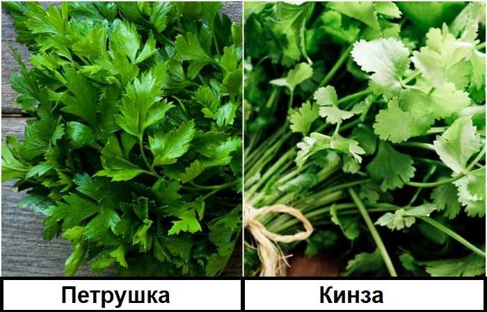 Кориандр: польза пряности для здоровья и противопоказания