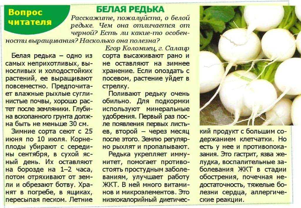 Разновидности редьки, которые легко вырастить на даче