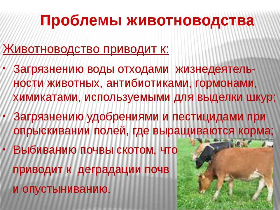 Экодельки от ИКЕА, новинка 2020 года Состав экоделек,