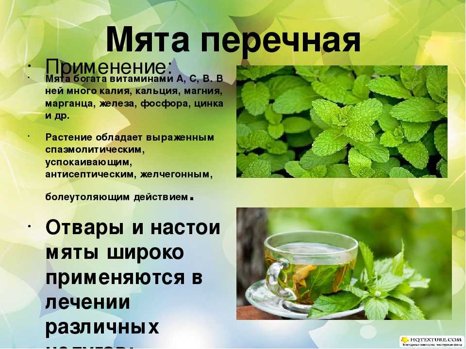 Мята: полезные свойства и противопоказания при беременности, менопаузы и критических дней