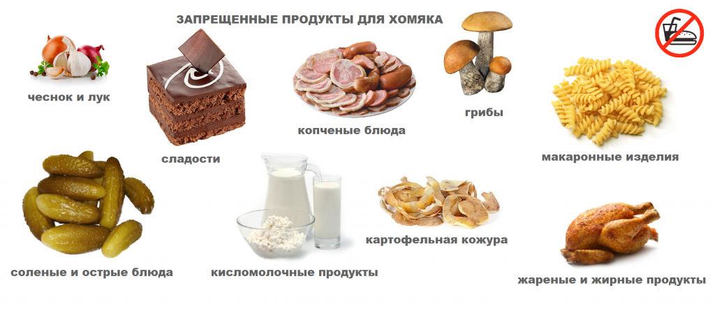 Как кормить кур травой: полезные и ядовитые травы, как добавлять в рацион, как кормить цыплят