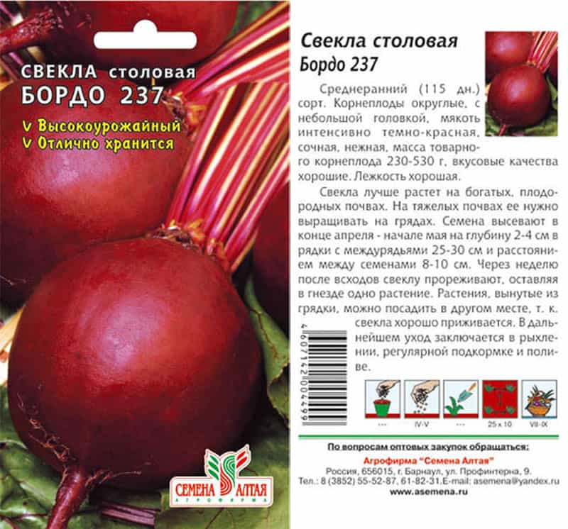 Технология выращивания столовой свеклы