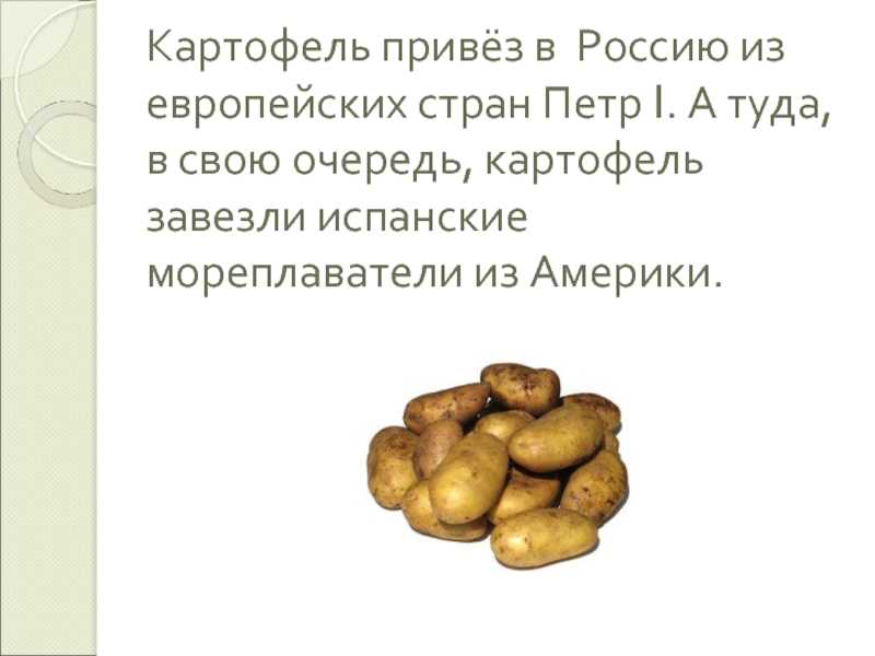История ввоза картофеля в россию: первые поставки и популяризация