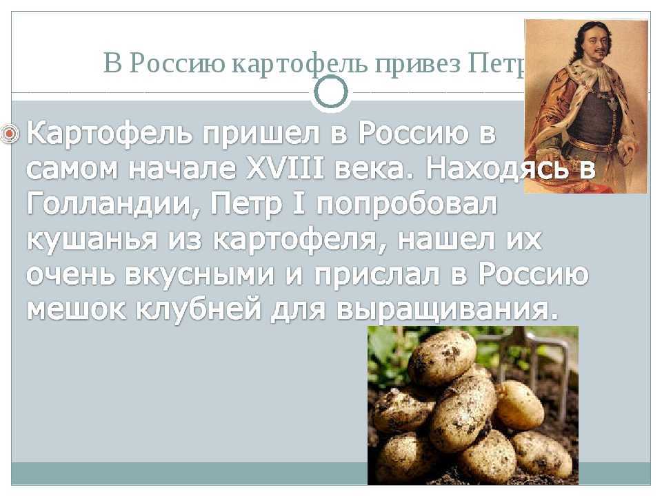 Когда в россии появилась картошка: кто придумал ее есть и история происхождения