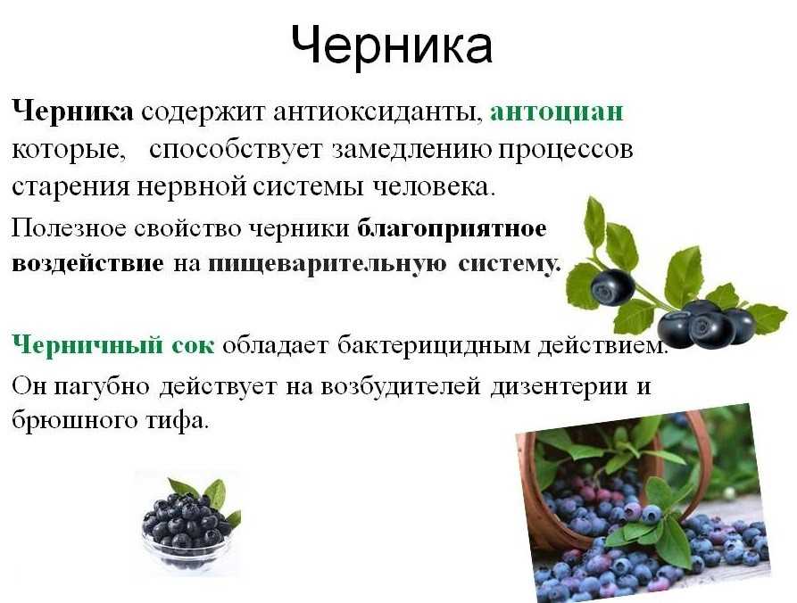 Голубика - ягода от старости. ее полезные свойства. что с ней можно приготовить