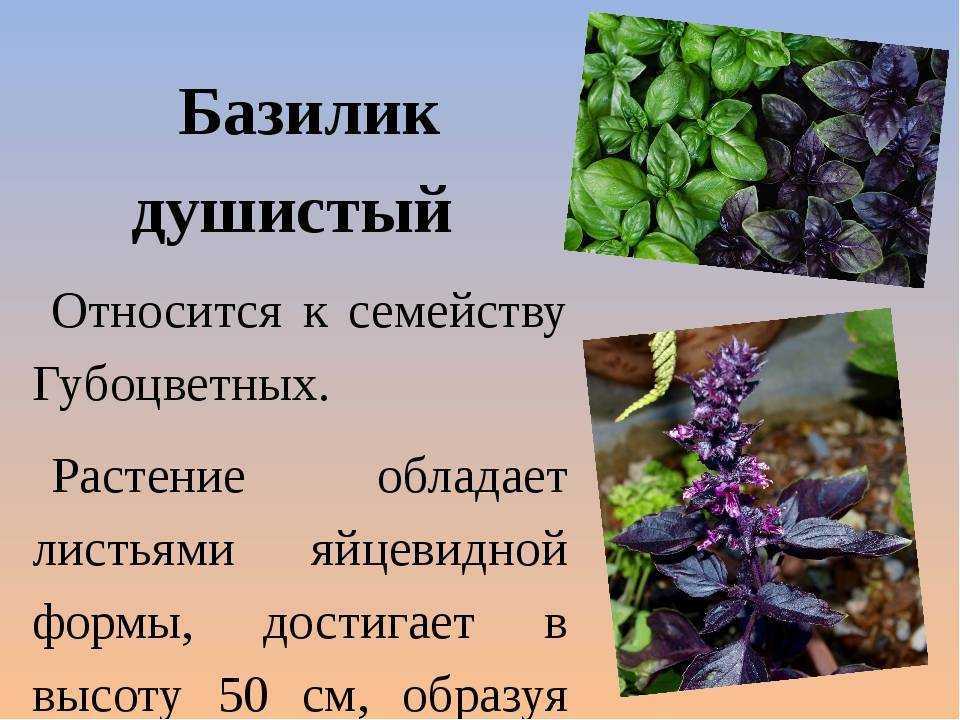 Базилик - польза и вред для здоровья человека
