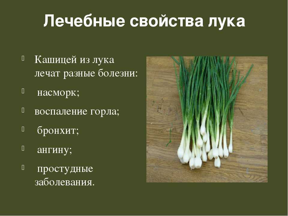 Полезные свойства белого лука: лечение множества заболеваний