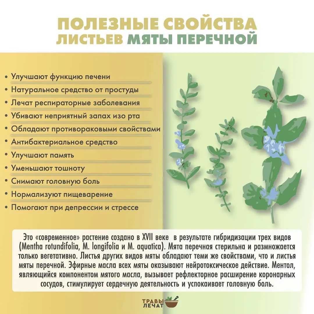 Мята перечная: лечебные свойства и противопоказания, рецепты