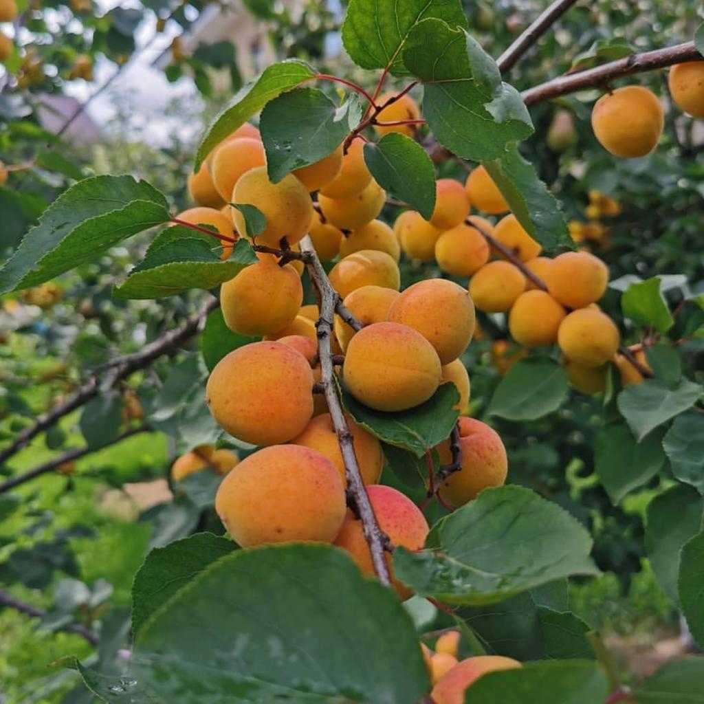 Узвар — что это такое и как его готовить? 8 рецептов компота из сухофруктов