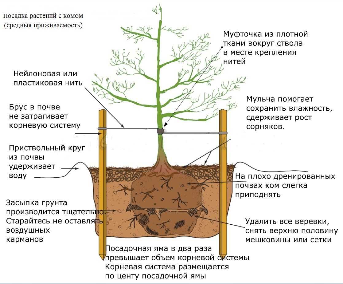Щавель: посадка и уход в открытом грунте, когда сажать семенами и чем подкормить