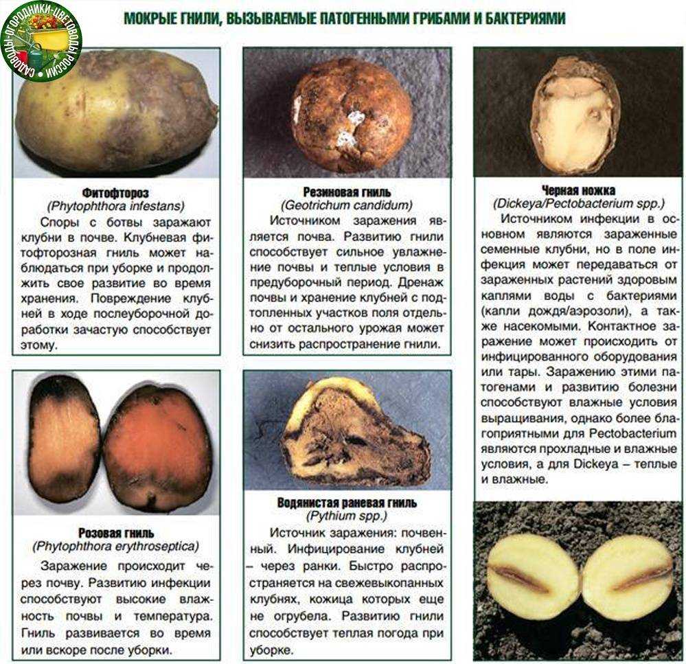 Опасная болезнь или ошибки ухода? почему картошка внутри чернеет?