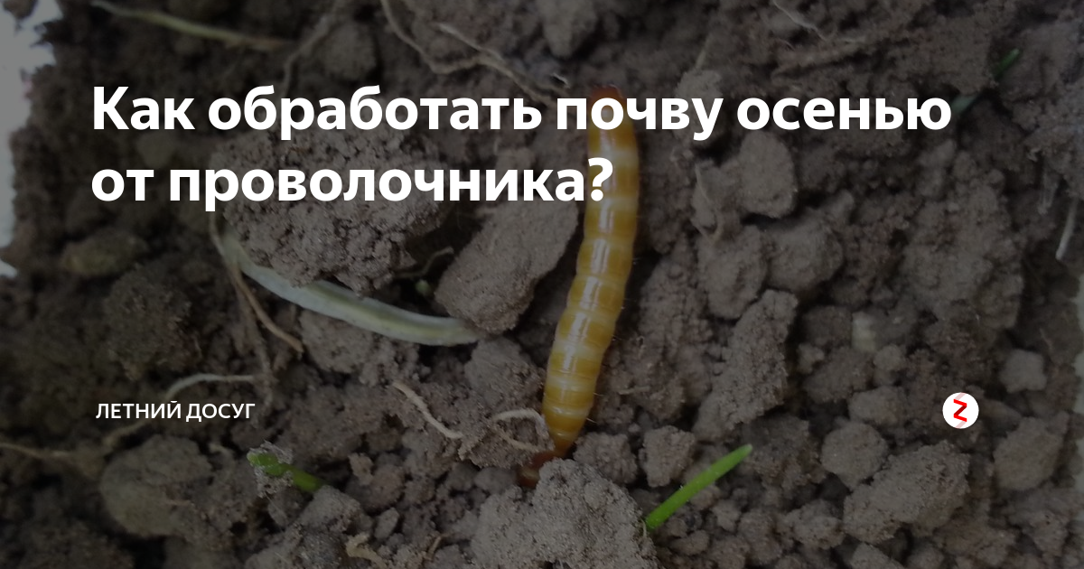 Система из 10 шагов: как избавиться от проволочника в огороде навсегда