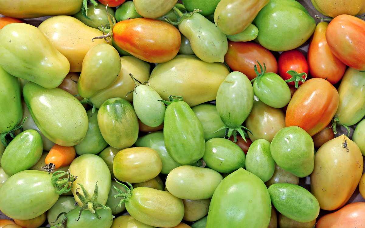 Салат из зеленых помидор на зиму - простые рецепты вкусного салата