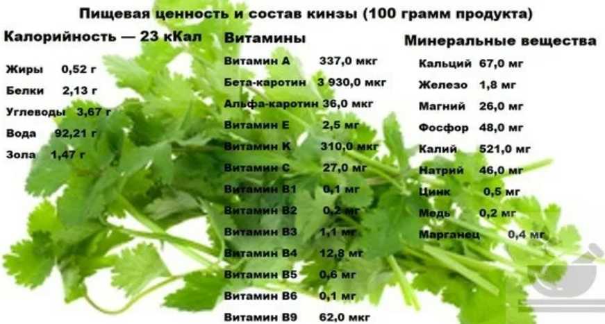 Кинза – выращивание из семян и уход на огороде и в домашних условиях