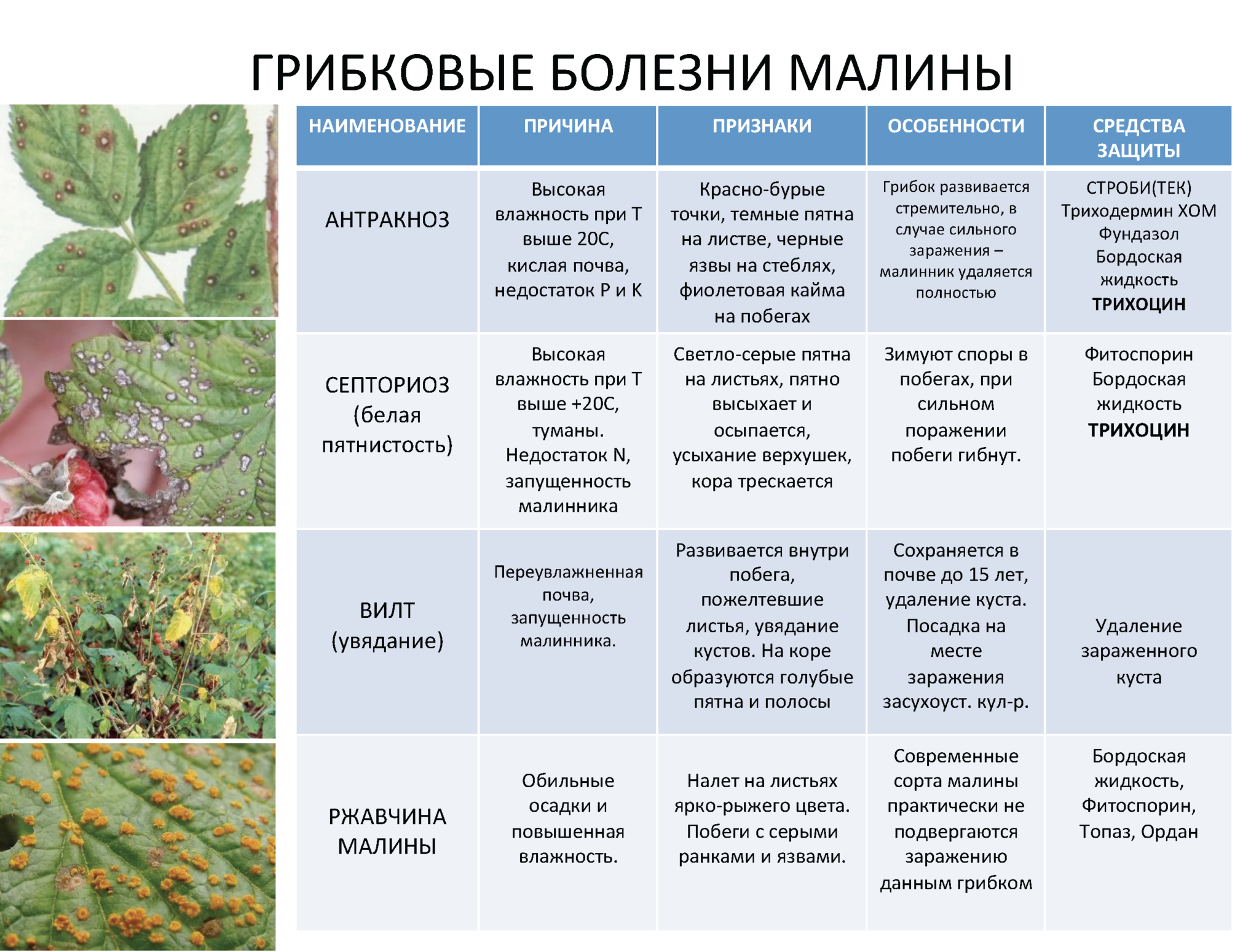 Болезни щавеля и борьба с ними фото