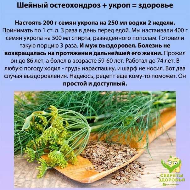 Настой семян укропа: польза и вред, от чего помогает, как принимать