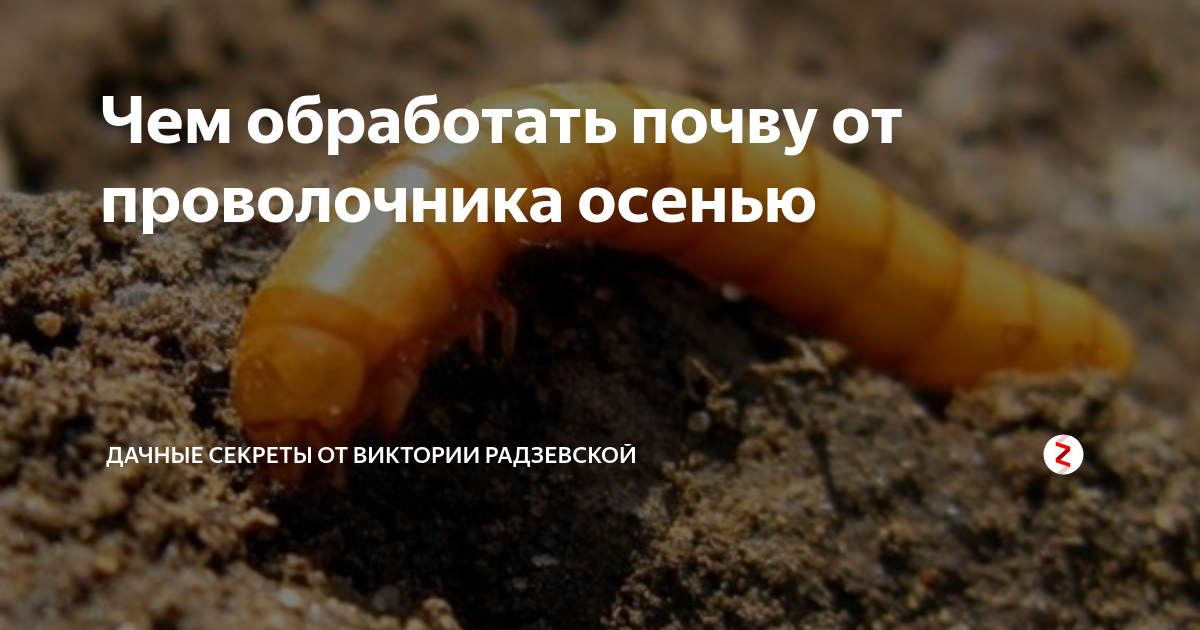 Проволочник в огороде: фото и описание, как бороться с жуком