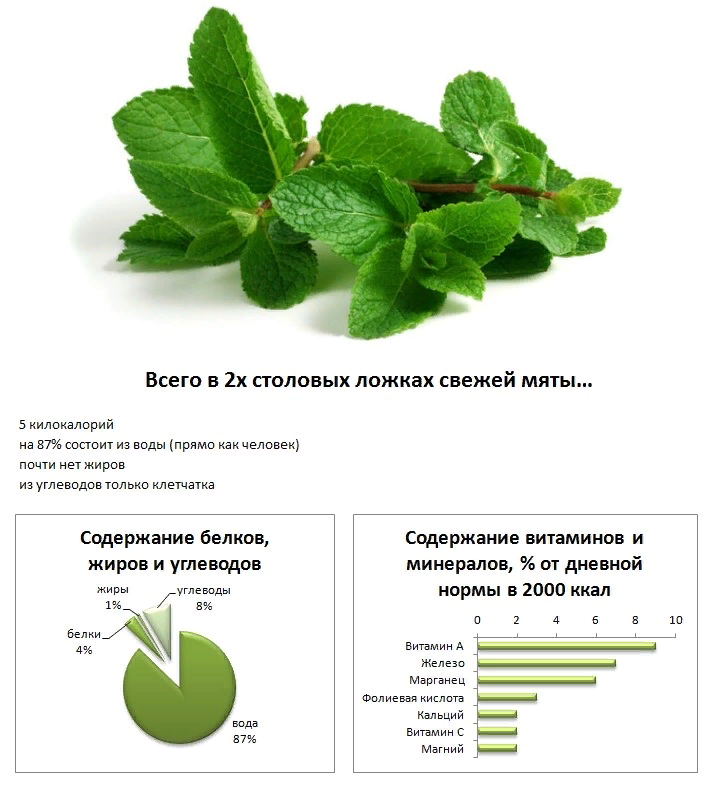 Мята повышает или понижает давление: как влияет, полезные свойства мелиссы