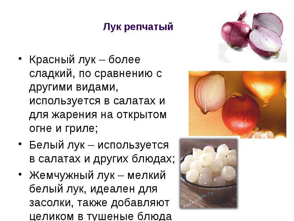Красный лук: польза и вред для организма