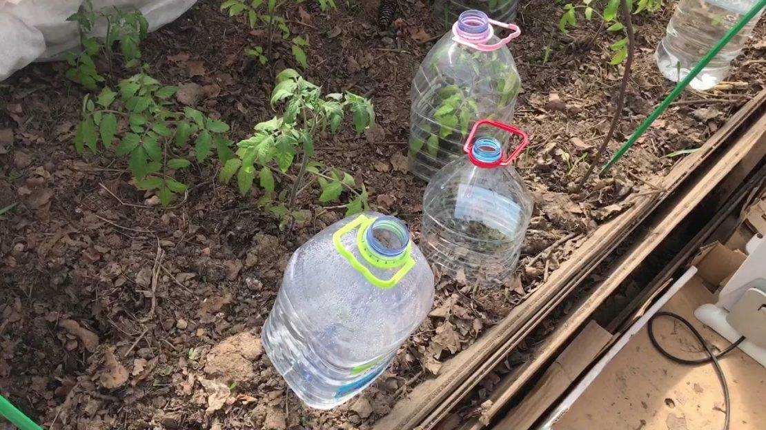 Выращивание капусты под пленкой и уход за ней, фото, борьба с вредителями