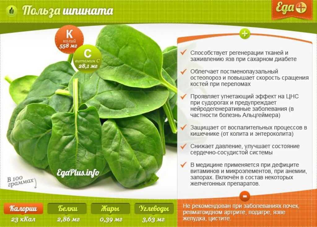 Польза и вред щавеля для организма женщин и мужчин