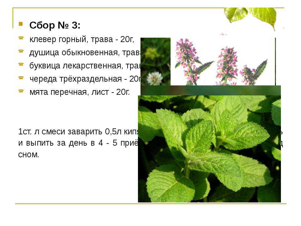 Мята полевая