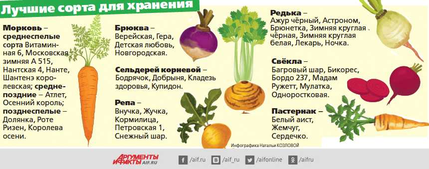 Как растет свекла: выращивание и уход для крупного урожая
