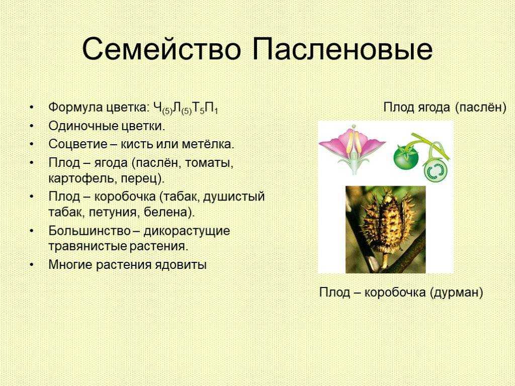 Пасленовые овощи - список семейства растений, польза, вред