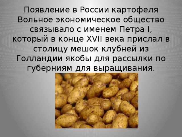 Когда появилась картошка в россии – история ее происхождения
