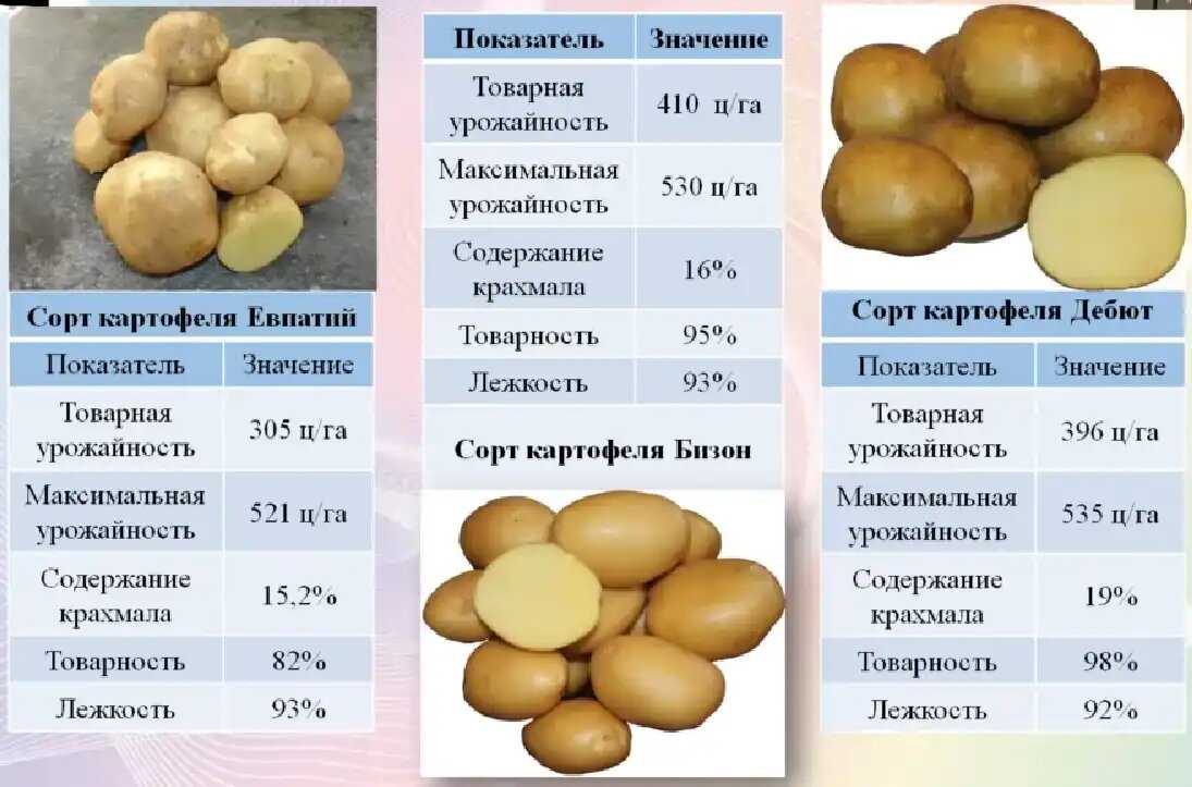 Картофель: 15 самых вкусных и урожайных сортов, с желтой мякотью