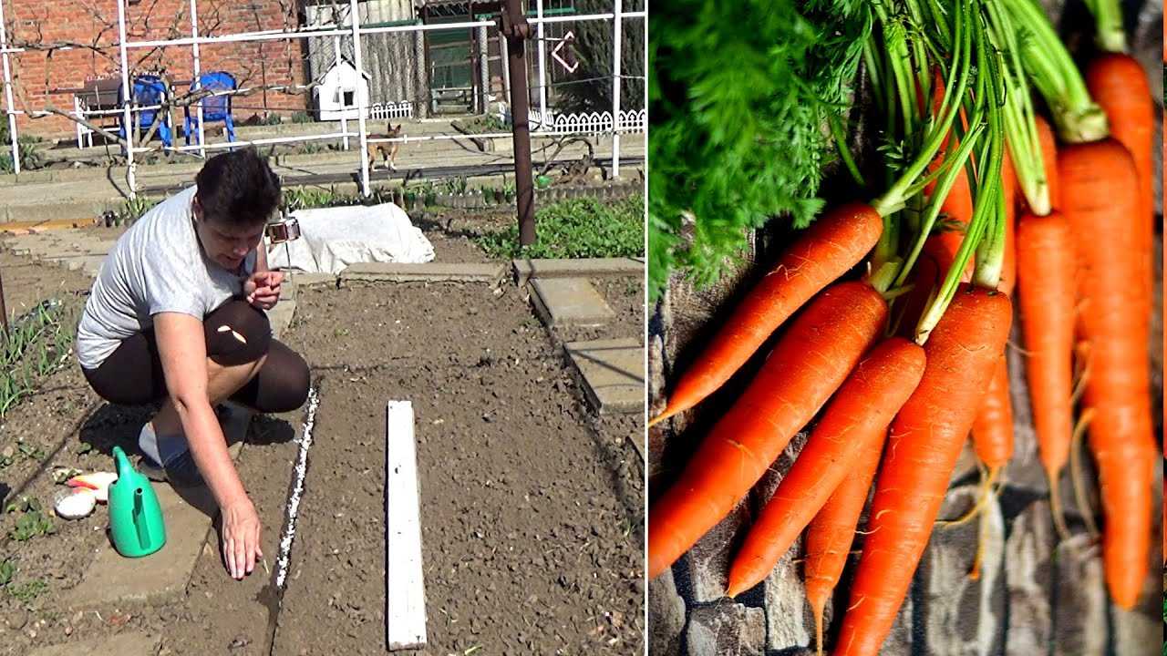 Посадка моркови: когда и как сажать в открытый грунт, пошаговые инструкции — fertilizer daily