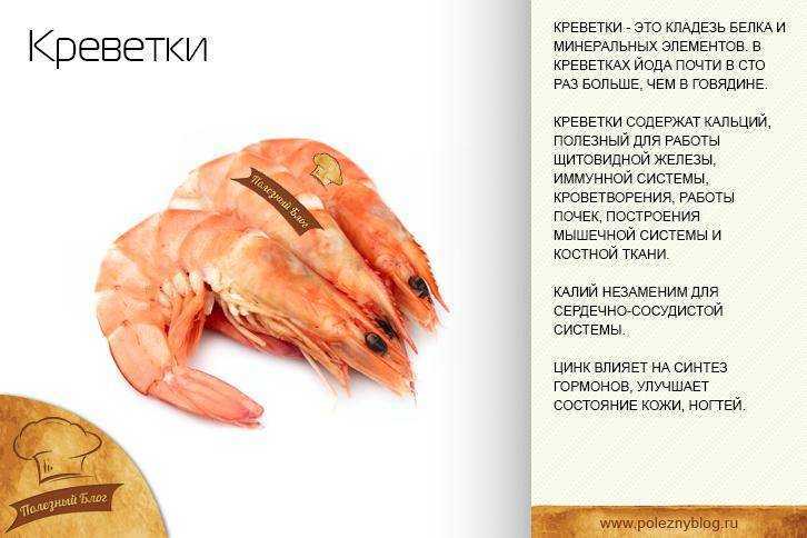 Креветки - разнообразие видов, их происхождение, способы приготовления И многое другое про этот удивительный морской дар природы