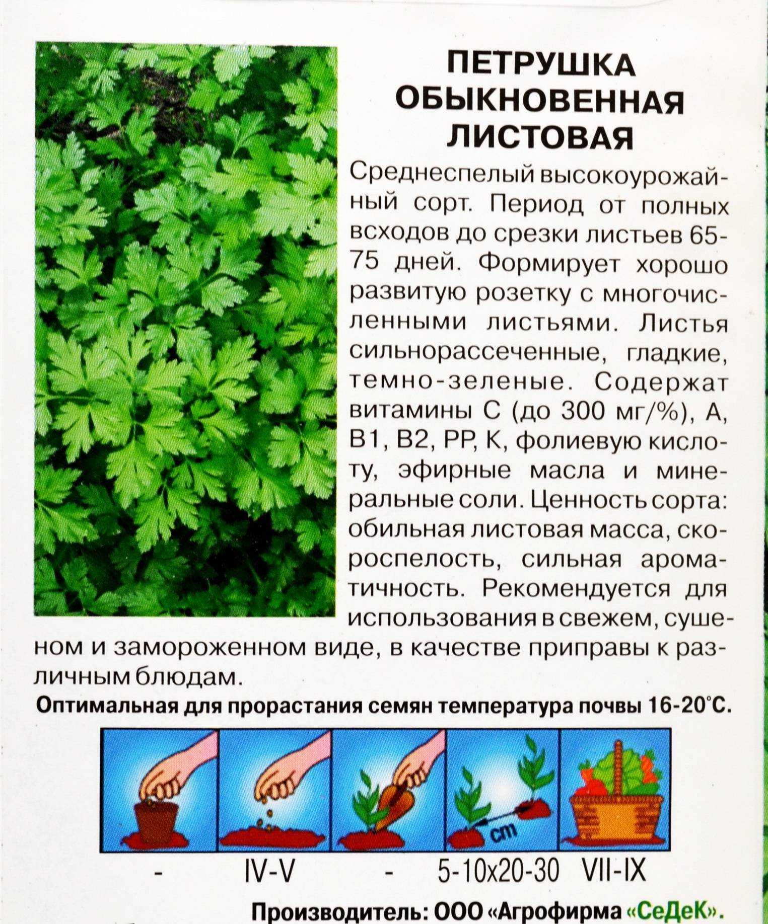 Сорта петрушки: самые урожайные и ароматные сорта для выращивания